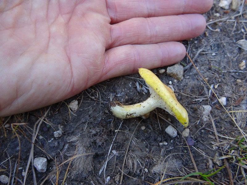 Hygrophorus lucorum